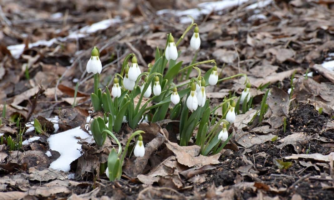 Rozpoczęcie Wiosny w Pabianicach: Jak Właściwie Obchodzić Ten Wyjątkowy Dzień