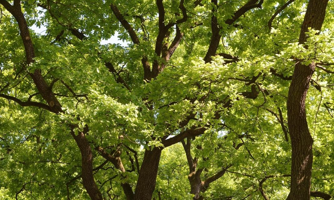 Znaczenie drzew w Pabianicach – rola zieleni w życiu codziennym mieszkańców